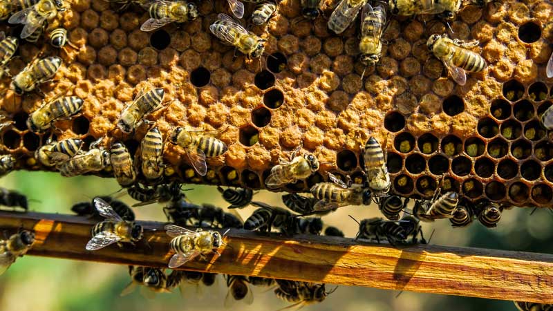 Hva er bivoks? Egenskaper, bruksområder og fordeler - eld naturlys
